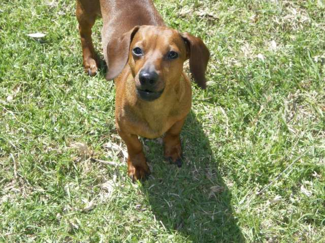 Perro salchicha enano - Imagui