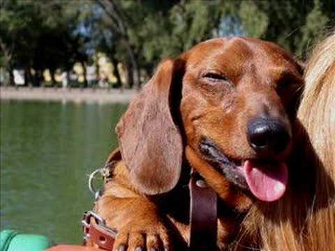 Perro salchicha miniatura busca novia. Clifford es su nombre - YouTube Perro salchicha miniatura busca novia. Clifford es su nombre - YouTube