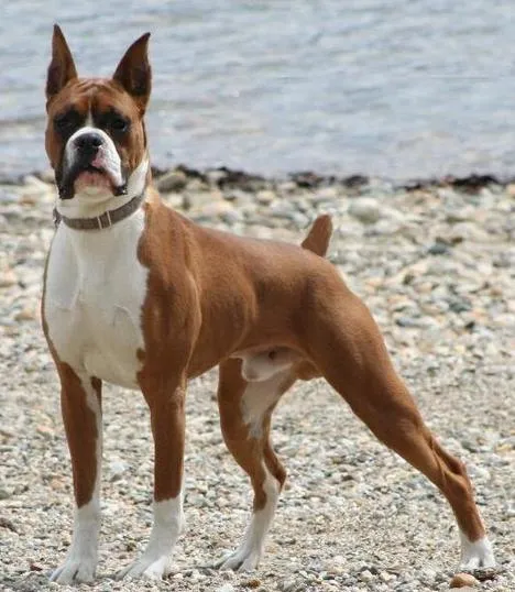 El Perro Saludable: Raza de perros: Boxer