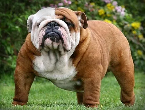 El Perro Saludable: Raza de perros: Bulldog El Perro Saludable: Raza de perros: Bulldog