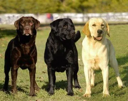 El Perro Saludable: Razas de perros: Labrador Retriever