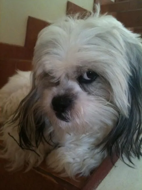 Perro shih tzu busca novia - Guanacaste, Costa Rica - Animales ... Perro shih tzu busca novia - Guanacaste, Costa Rica - Animales ...