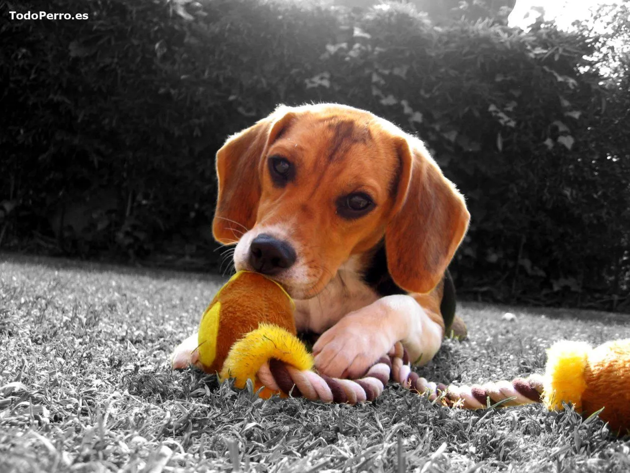 El perro Sofia, un fondo de escritorio 1024x768 El perro Sofia, un fondo de escritorio 1024x768