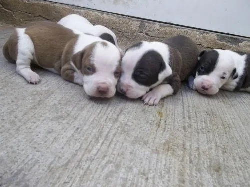 Bull Terrier