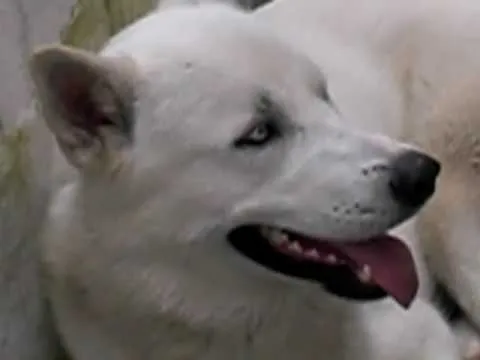 Perro super grande y con ojos azules. A7X!!!! - YouTube