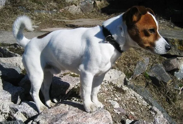 perro de tamaño pequeño | (:parodias:)