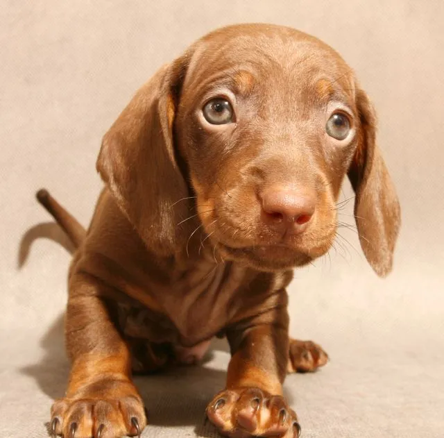 Imagenes de perros tiernos cachorros | Imagenes Tiernas - Imagenes ...