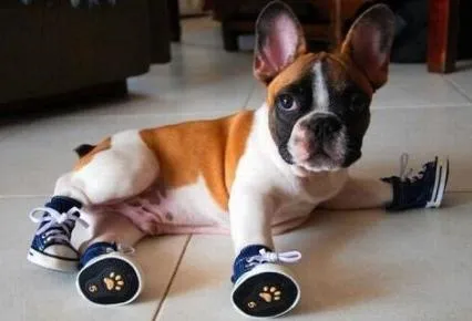 perro con zapatillas Imágenes tiernas de cachorritos perro con zapatillas Imágenes tiernas de cachorritos