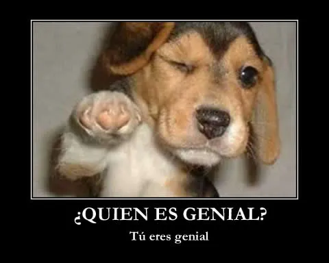 perro10.jpg