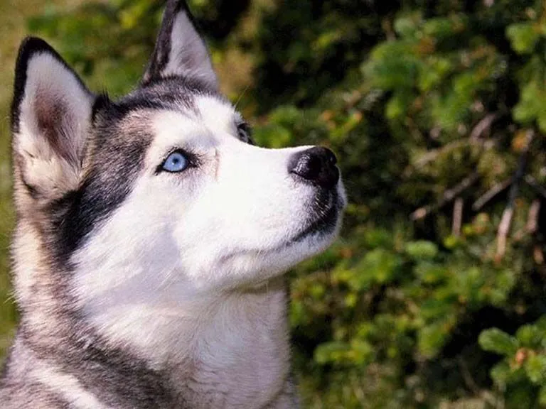 Paisajes perros - Imagui