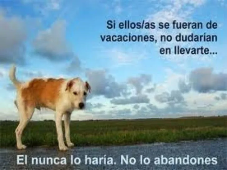 Perros abandonados