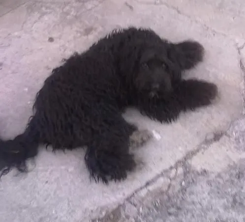 Varios perros en adopción, D.F. | Relatos Caninos Varios perros en adopción, D.F. | Relatos Caninos