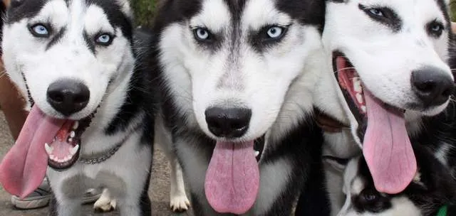 Perros en adopcion Medellín antioquia - Imagui