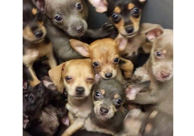 Perros en adopcion pequeños gratis - Imagui Perros en adopcion pequeños gratis - Imagui
