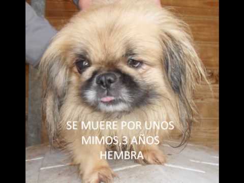 perros en adopcion - YouTube