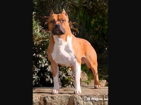 perros american estanford terrier - YouTube perros american estanford terrier - YouTube