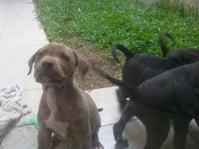 Perros american standford puros grandes - Cartago, Costa Rica ... Perros american standford puros grandes - Cartago, Costa Rica ...