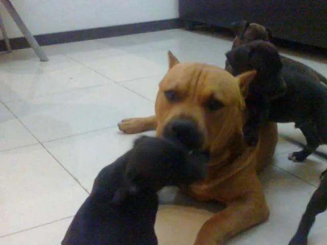 Perros american standford puros grandes - Cartago, Costa Rica ...