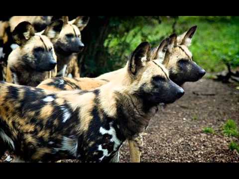 PERROS ASESINOS - JAURIA FT CALLAO CARTEL. - YouTube