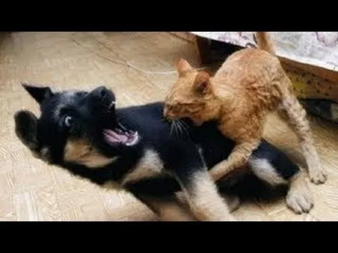 Perros Asustados por Gatos - Videos de Risa - Animales - [Nuevo ...