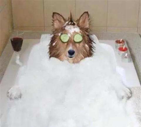 Imágenes de perritos bañándose - Imagui