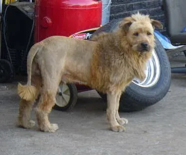 perros banda montajes pachecos fotos graciosas imágenes chuscas