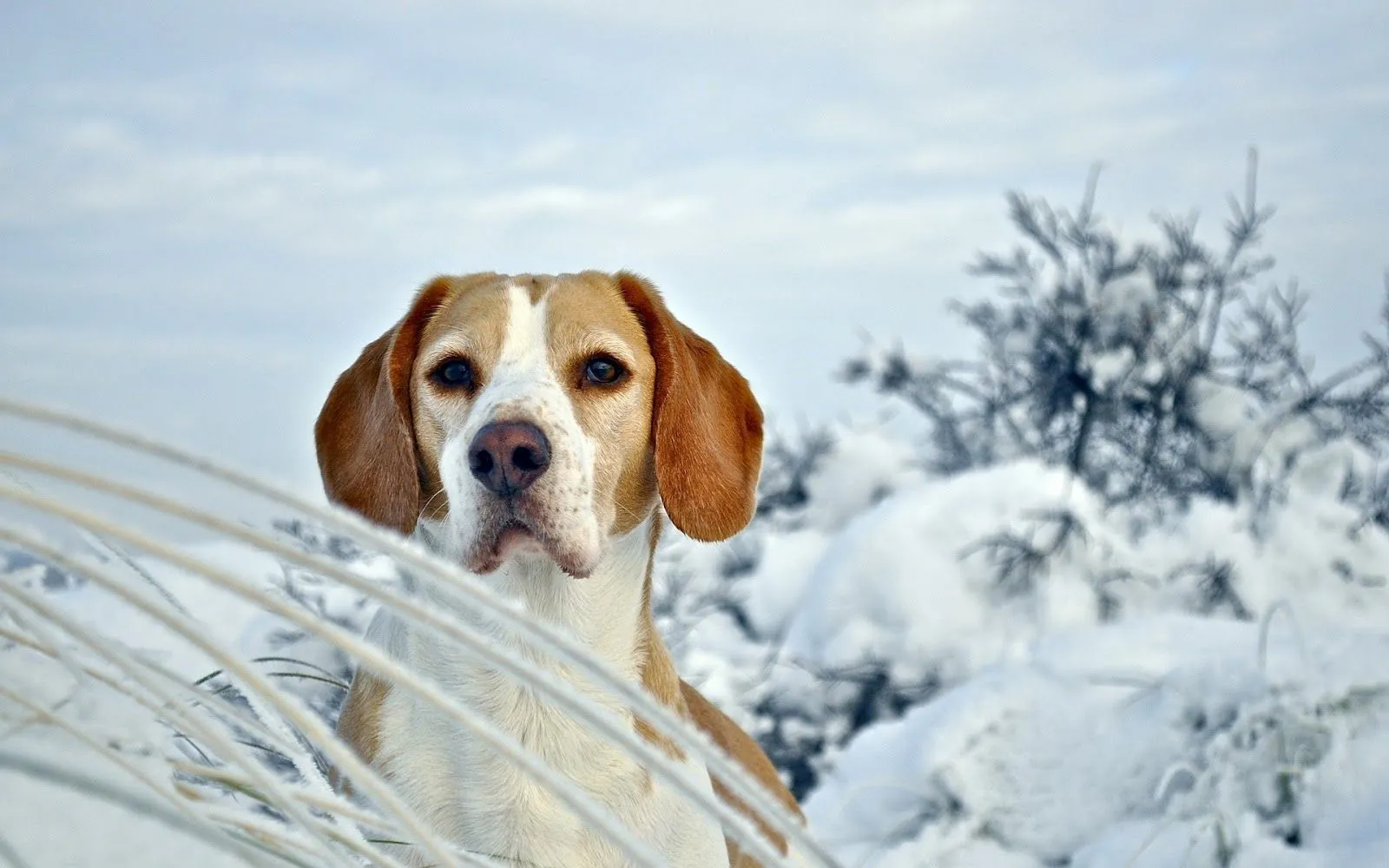 Perros Beagle - Fondos de Pantalla HD - Wallpapers HD
