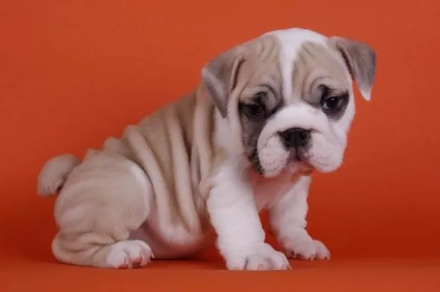 Perros bebés bulldog inglés - Imagui