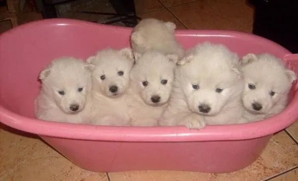 Perros bebes muy lindos - Taringa!