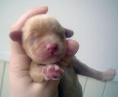 Perros bebes muy lindos - Taringa!
