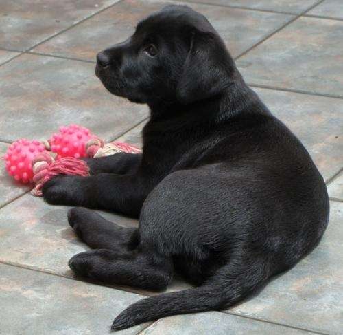 Perros labradores negros bebé - Imagui