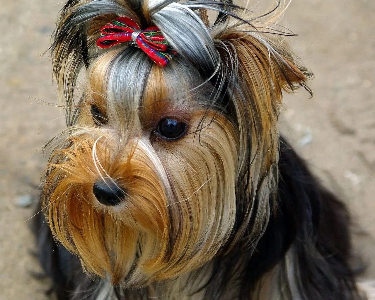 Los perros más bellos del mundo. | El Paraíso del Yorkshire ... Los perros más bellos del mundo. | El Paraíso del Yorkshire ...