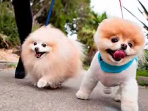 Los perros mas bellos del mundo! - YouTube