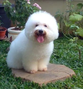 Perros Blog: Poodle Minuatura