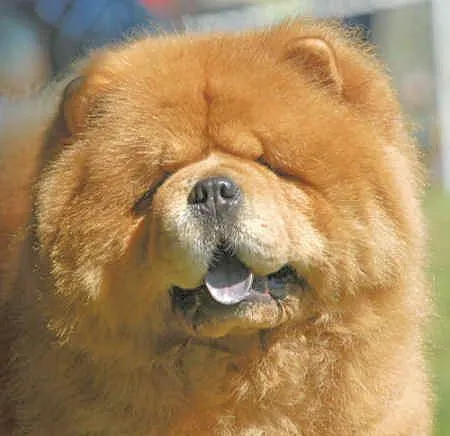 Los mas perros mas bonitos « Animalesfera