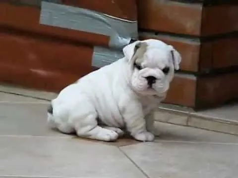 los perros mas bonitos del mundo, bulldog ingles - YouTube