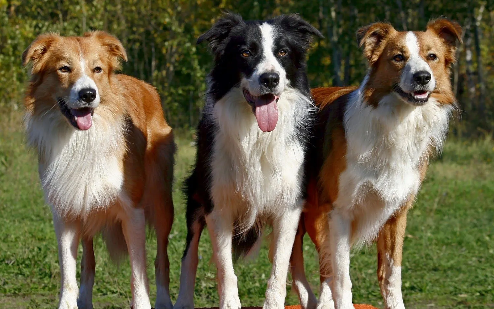 Perros Border Collie - Imágenes de Perros en HD | Fotos e Imágenes ...