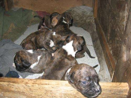 perros-boxer-atigrados_f8c ...