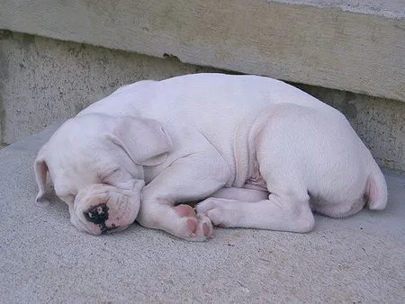 Cachorrilandia: Apariencia de boxer