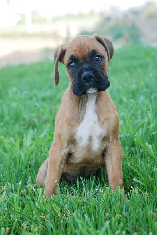 Foto de perro boxer cachorro - Imagui
