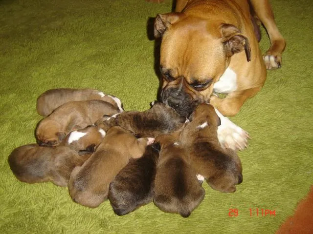 Imajines de perros boxer - Imagui