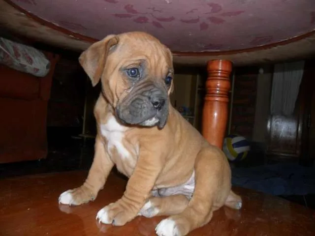Perros boxer venta - Imagui