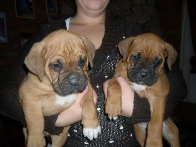 Perros boxer de venta - Imagui