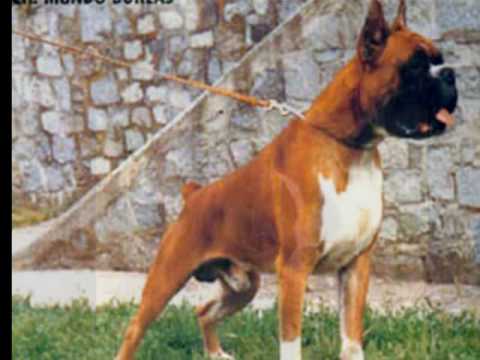 PERROS BOXER - YouTube
