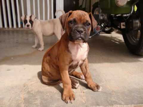 PERROS BOXER - YouTube