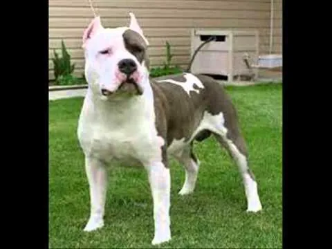 5 perros bravos y fuertes - YouTube