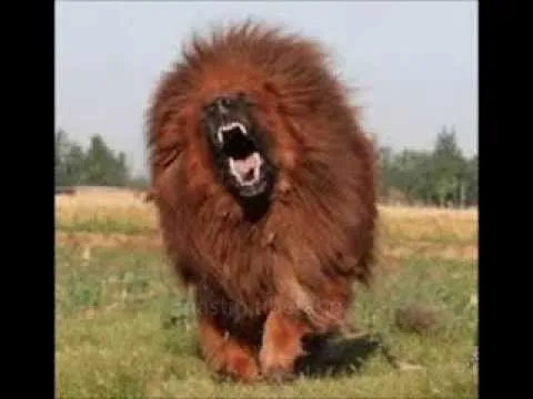 LOS PERROS MAS BRAVOS DEL MUNDO TOP 23 - YouTube LOS PERROS MAS BRAVOS DEL MUNDO TOP 23 - YouTube