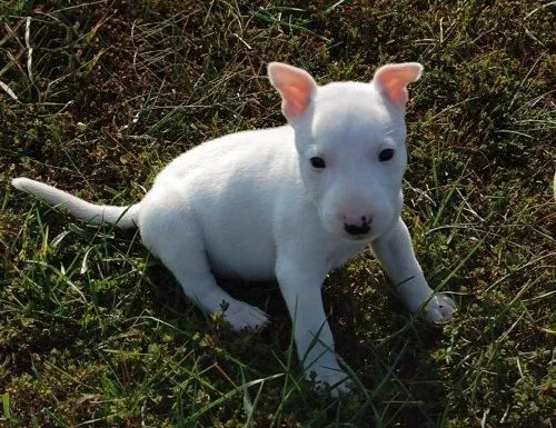 Imagenes de perros bull terrier - Imagui
