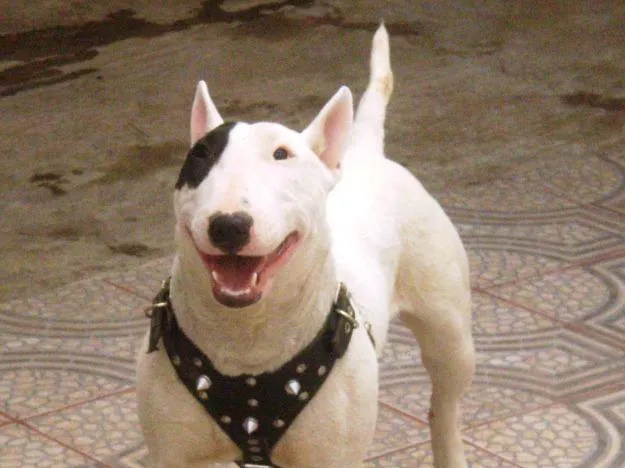 Perros bullterry - Imagui