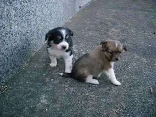 ... cachorros uno de color marron y otro negro y tambien son muy bonitos ... cachorros uno de color marron y otro negro y tambien son muy bonitos